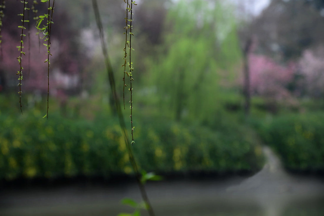 The 24 Solar Terms | Ancient Chinese Natural Wisdom & Life— Part One (Spring & Summer)