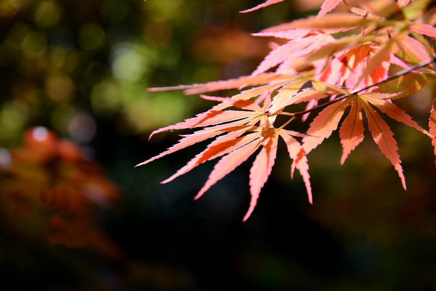 The 24 Solar Terms | Ancient Chinese Natural Wisdom & Life — Part Two (Autumn & Winter)